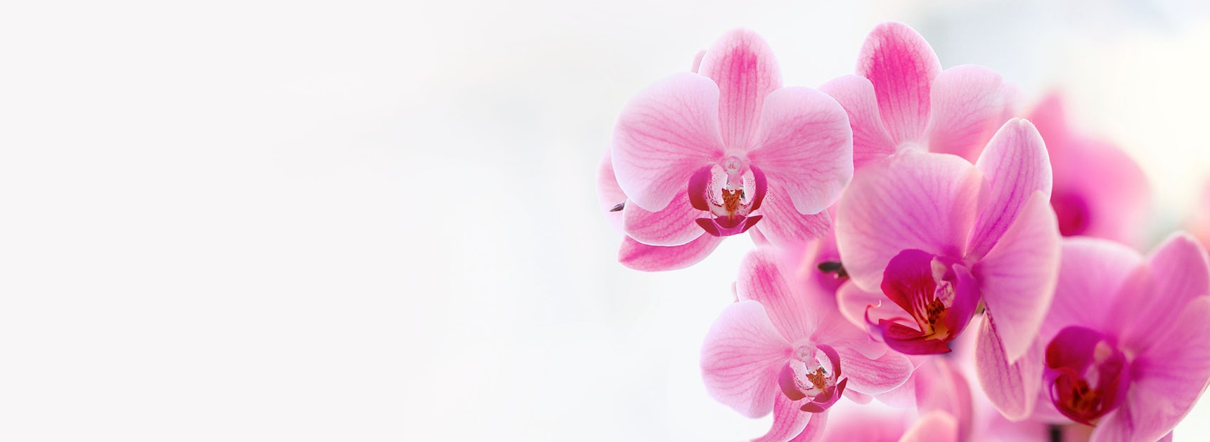 Delicate pink orchids gracefully arranged, showcasing their vibrant blossoms.