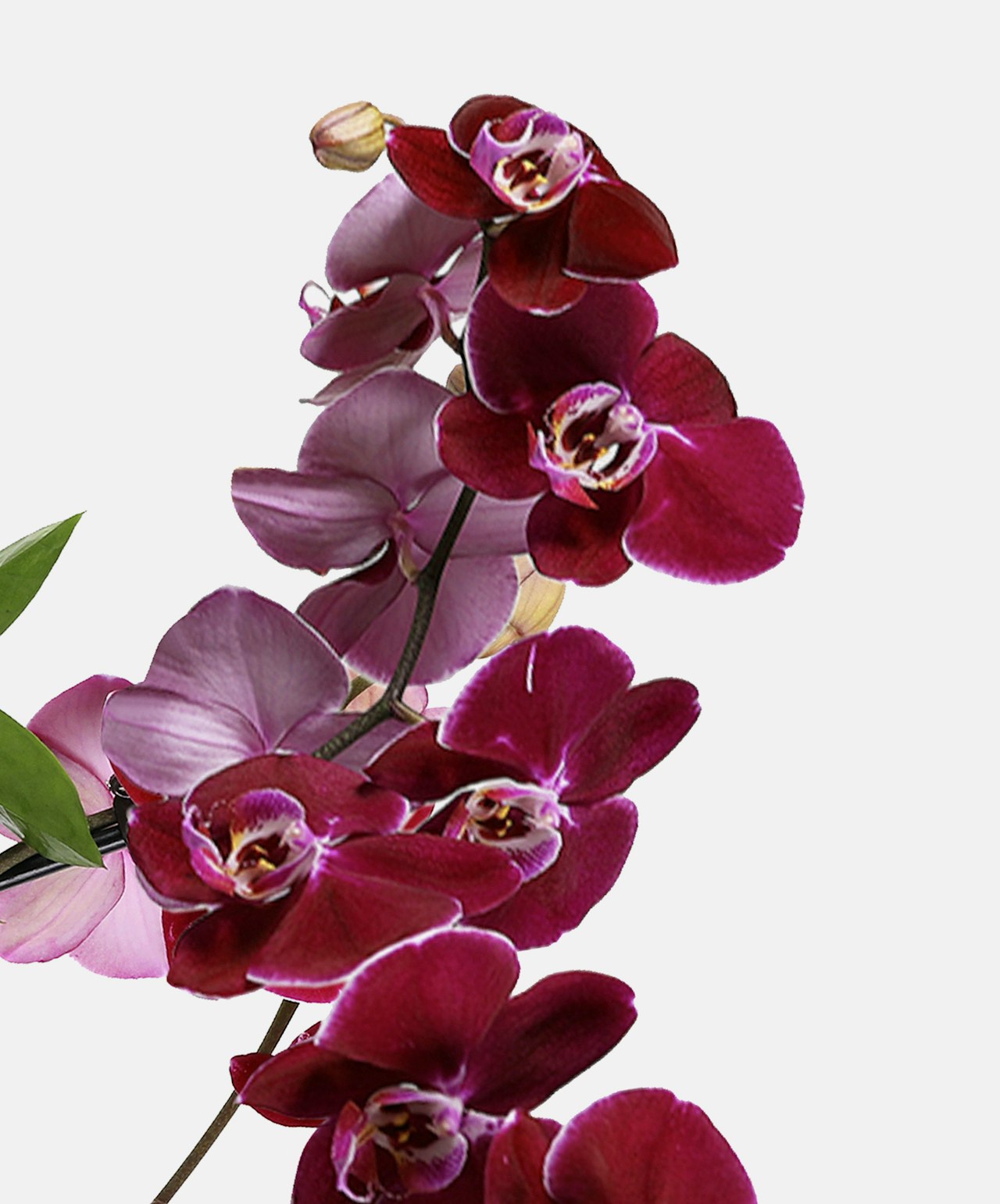 Vivid purple orchids elegantly arranged with lush green leaves, perfect for elegant decor.