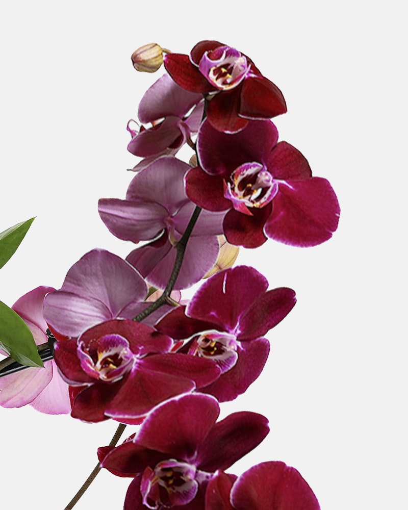 Close-up of a vibrant magenta Phalaenopsis orchid, commonly known as a moth orchid, with multiple blossoms and green leaves against a white background.