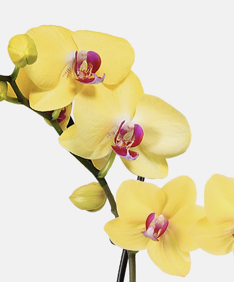 Close-up of a vibrant yellow Phalaenopsis orchid with multiple blooms and buds on a stem, featuring prominent fuchsia centers, isolated against a white background.