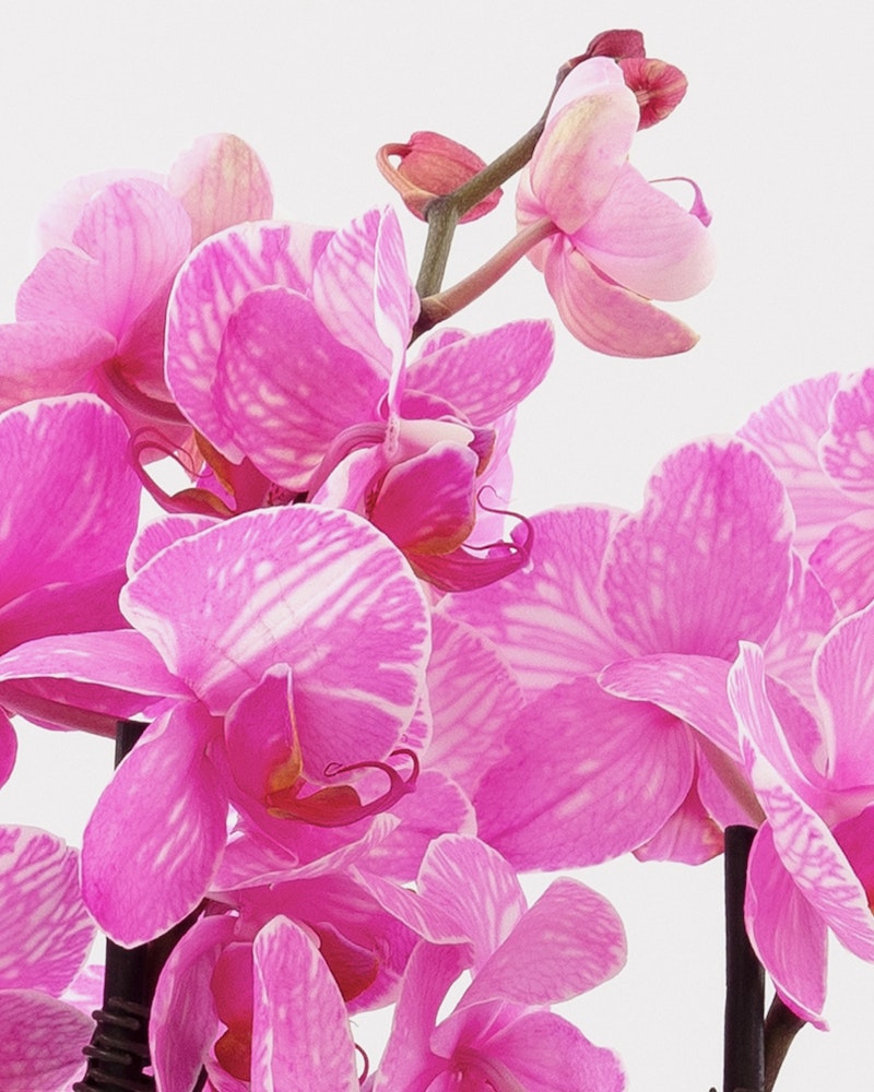 Bright pink orchids with patterned petals, showcasing vibrant shades and intricate floral details, against a white background for a contrasting effect.