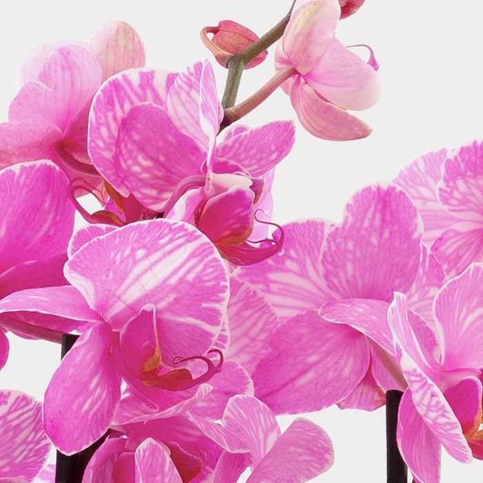 Bright pink orchids with patterned petals, showcasing vibrant shades and intricate floral details, against a white background for a contrasting effect.