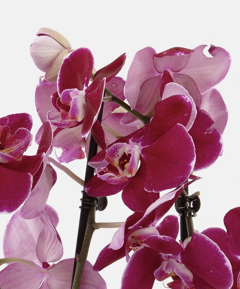 Stunning close-up of vibrant pink Phalaenopsis orchids with a soft focus background, showcasing the detailed texture and rich color of the delicate petals.