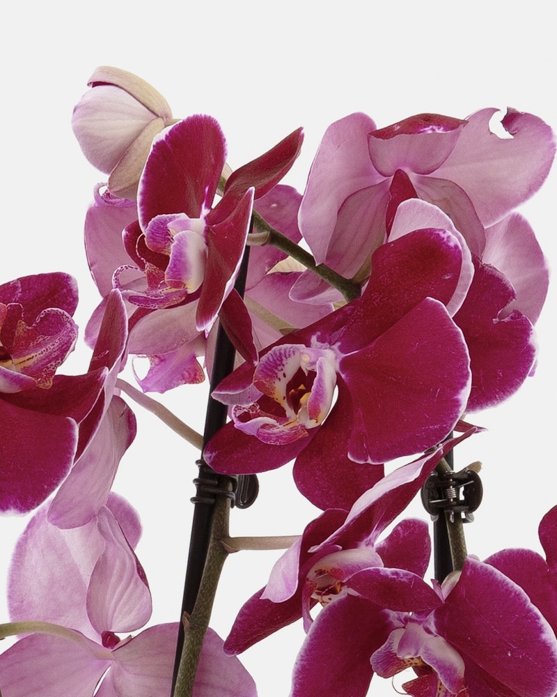 Stunning close-up of vibrant pink Phalaenopsis orchids with a soft focus background, showcasing the detailed texture and rich color of the delicate petals.