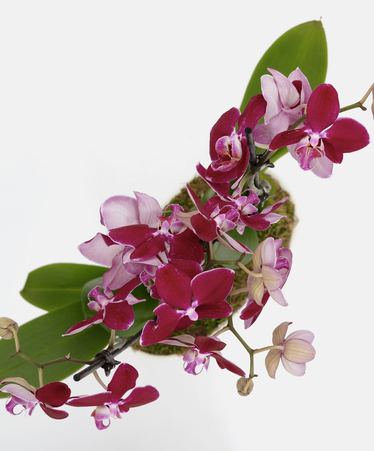 Vibrant orchid arrangement featuring deep magenta and soft pink blooms atop lush green leaves.