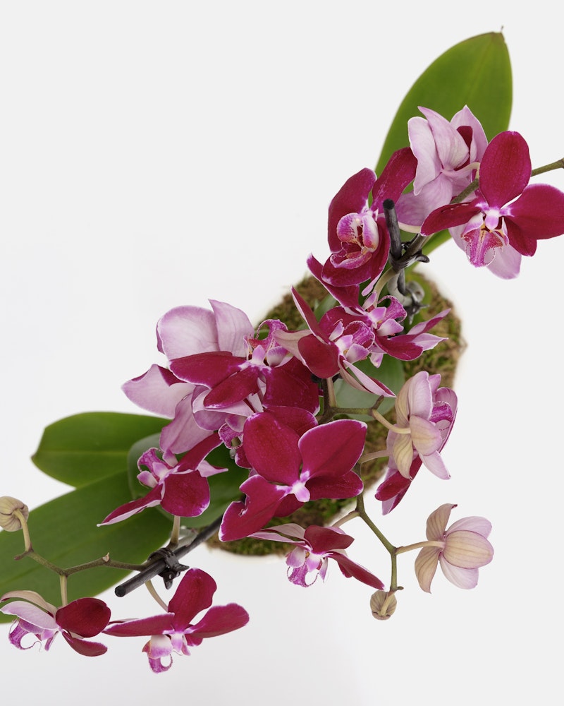 Vibrant pink orchids with a deep magenta center bloom beautifully against a white background, showcasing green leaves and delicate petals.