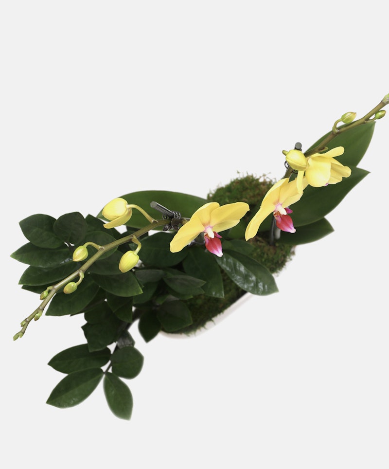 Bright yellow orchids with pink centers and green leaves on a mossy branch against a white background, showcasing the natural beauty and detail of the blooms.