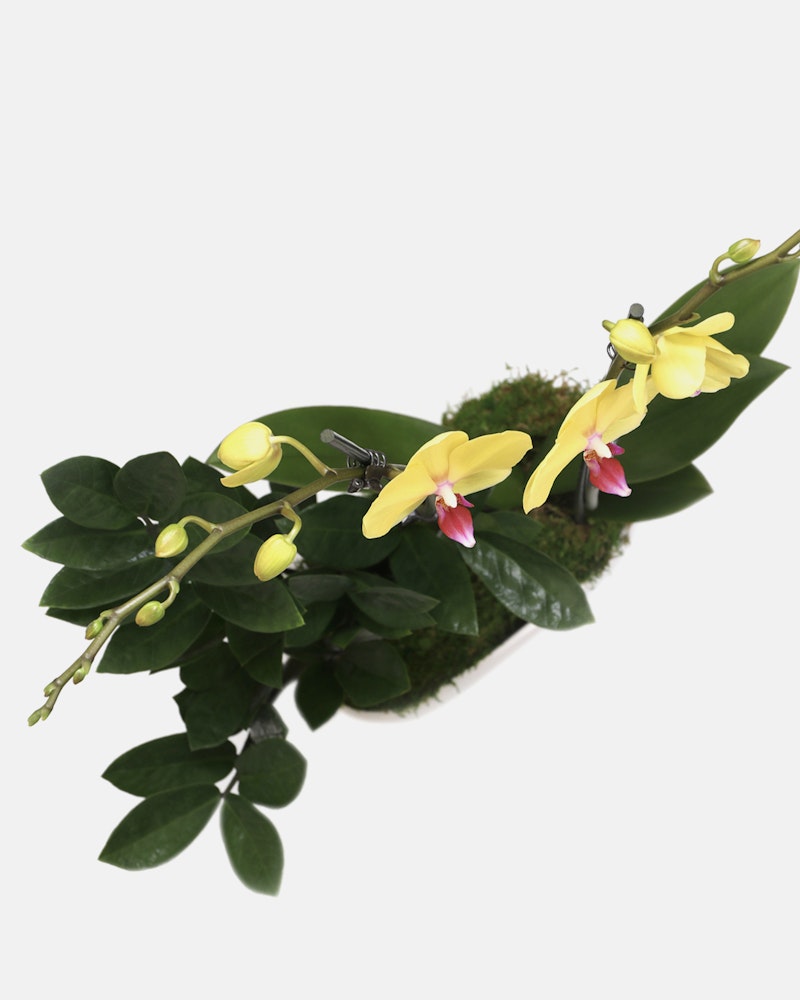 Bright yellow orchids with pink centers and green leaves on a mossy branch against a white background, showcasing the natural beauty and detail of the blooms.
