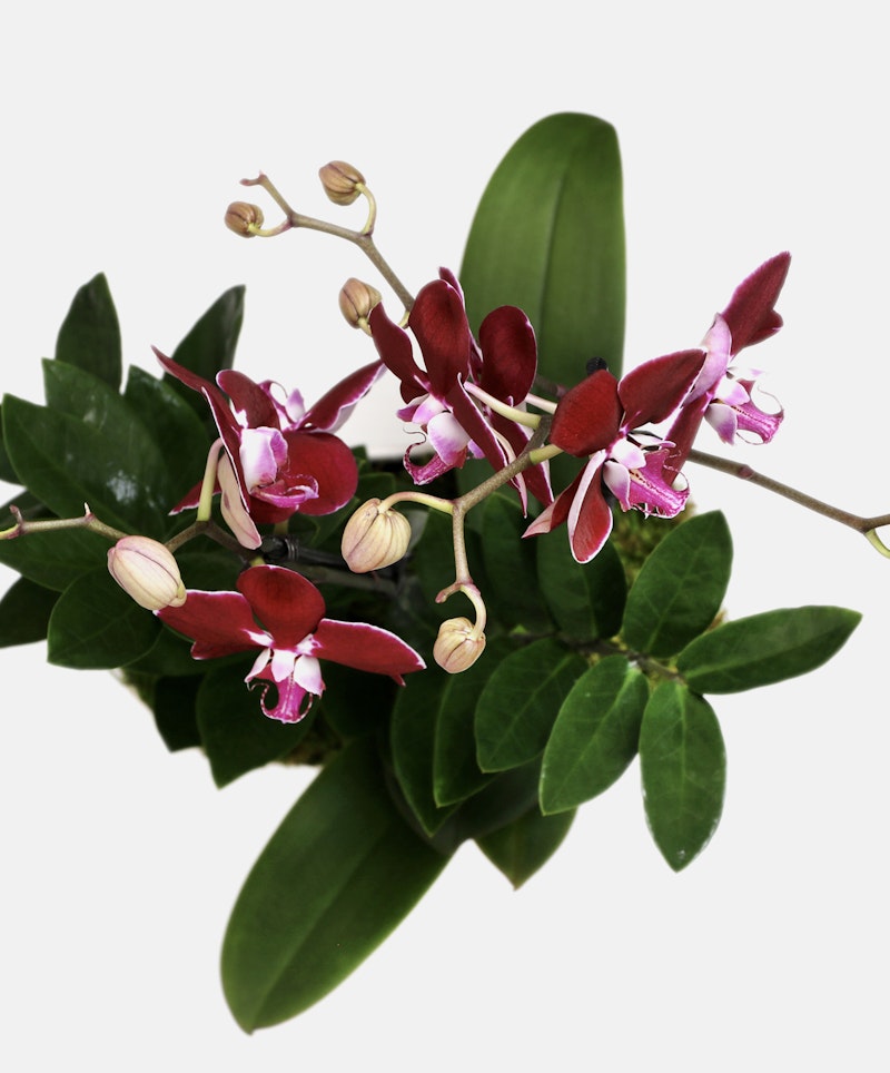Vibrant maroon and white orchid flowers with prominent petals and budding flowers, set against a cluster of lush green leaves, isolated on a white background.