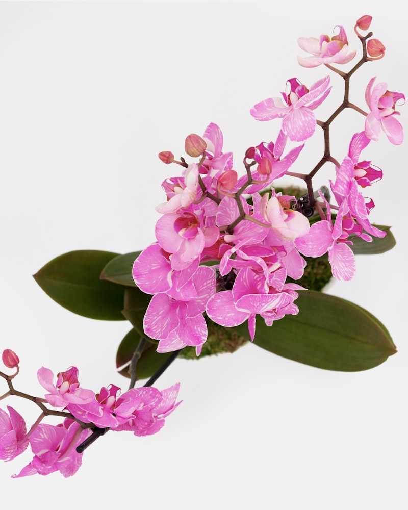 Vibrant pink orchid flowers with delicate petals and green leaves bloom against a plain white background, showcasing the plant's natural beauty and elegance.