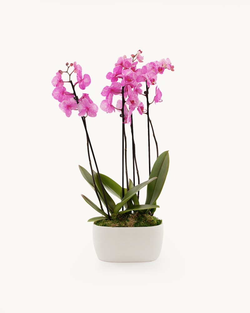 A vibrant pink Phalaenopsis orchid with multiple blooms arranged elegantly in a white ceramic pot against a clean, white background.