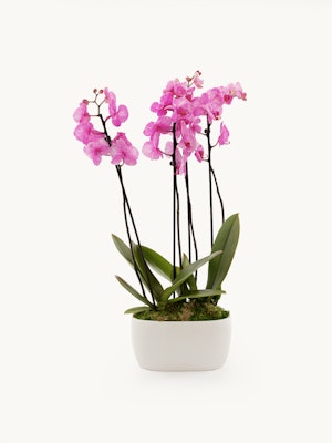 Elegant pink orchids in a modern pot, showcasing beauty and sophistication indoors.
