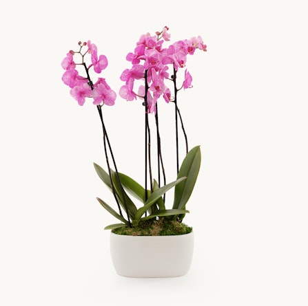 Elegant pink orchids in a modern pot, showcasing beauty and sophistication indoors.