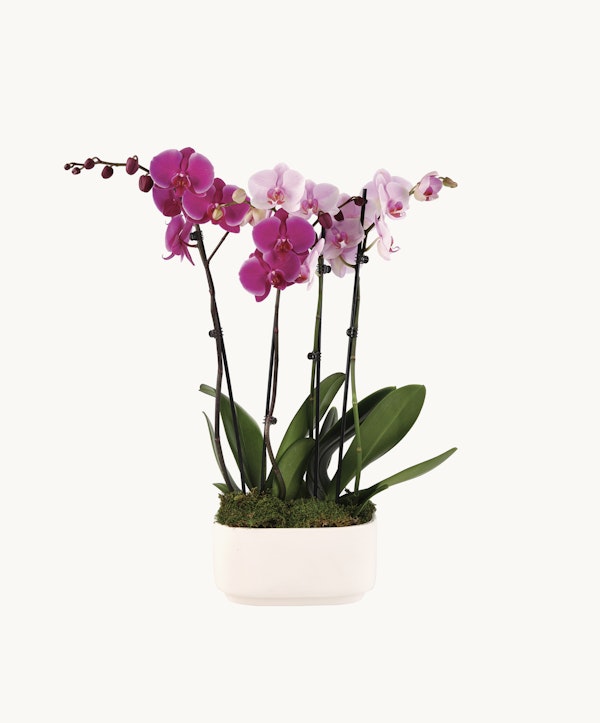 Vibrant purple orchids with pink centers in full bloom, presented in a white rectangular planter adorned with green moss, isolated on a white background.