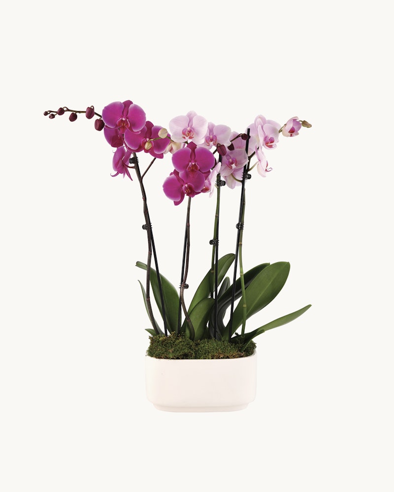 Vibrant purple orchids with pink centers in full bloom, presented in a white rectangular planter adorned with green moss, isolated on a white background.