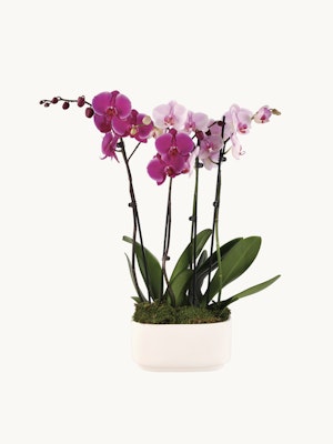 Elegant purple and pink orchids in a modern white planter, perfect for home décor.