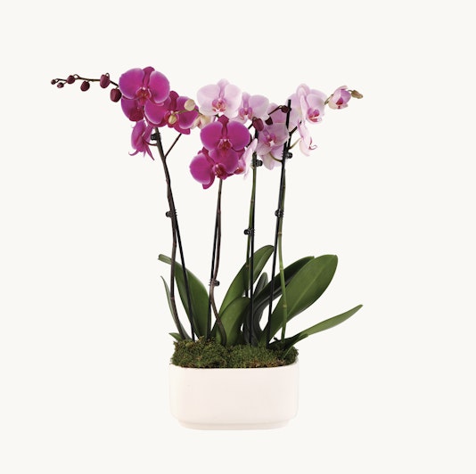 Elegant purple and pink orchids in a modern white planter, perfect for home décor.
