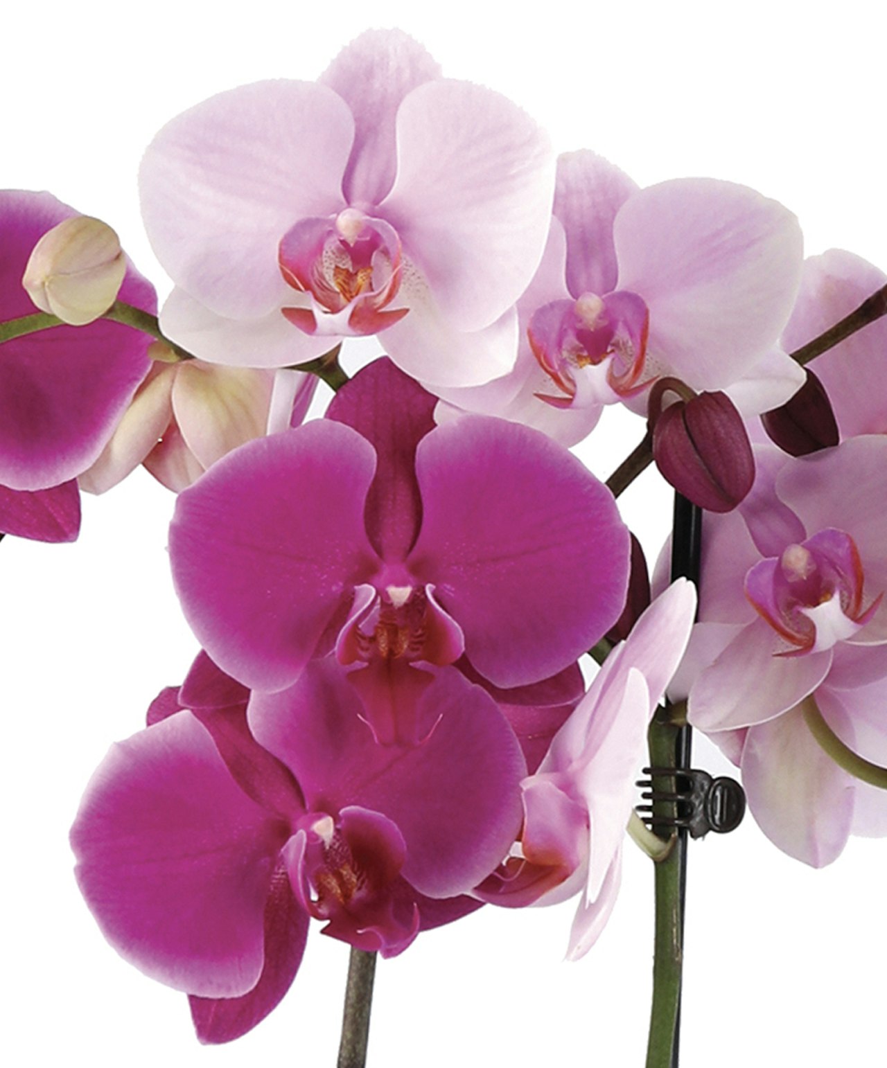 Vibrant pink and white orchids arranged elegantly, showcasing their delicate beauty.