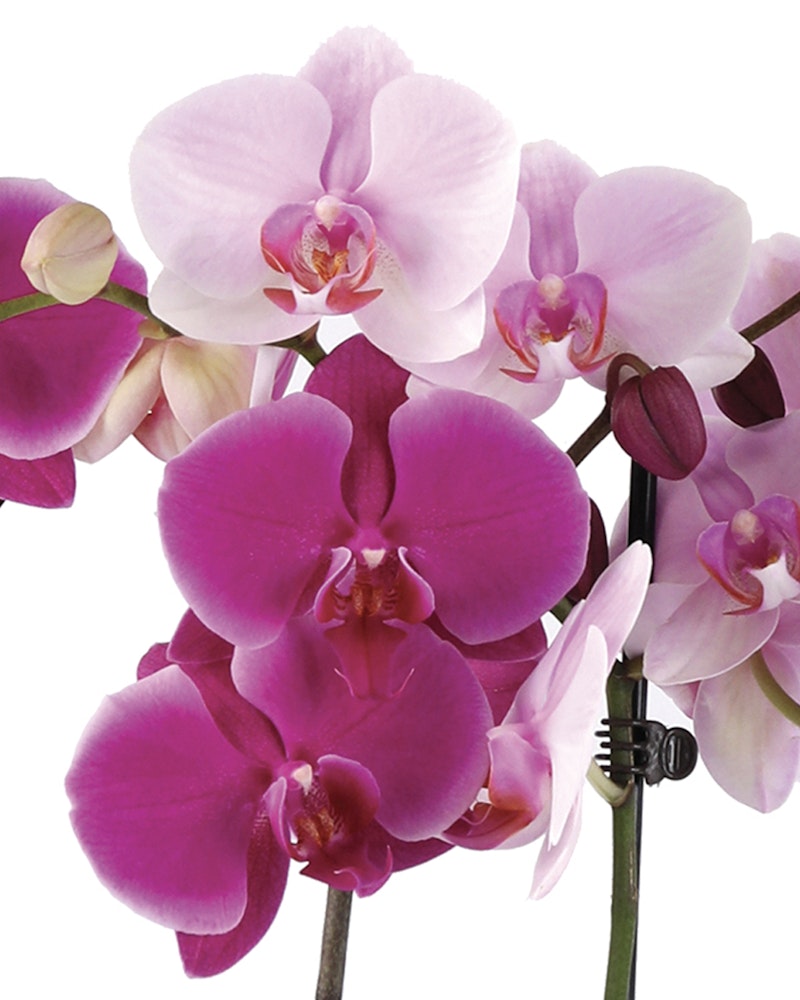 Close-up view of vibrant pink and purple orchids with a gradient of color, showcasing their delicate petals and prominent central columns against a white background.