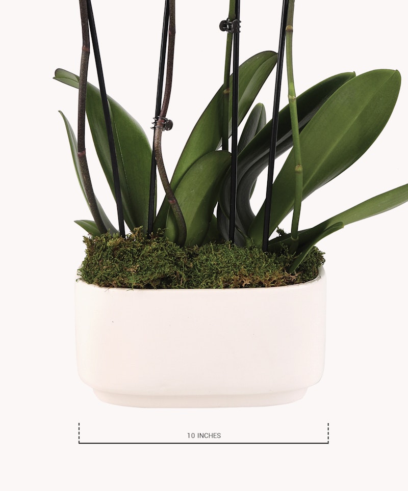 Vibrant green orchid with long leaves in a white ceramic pot, accented with lush moss, displayed against a neutral background, measuring 10 inches in width.