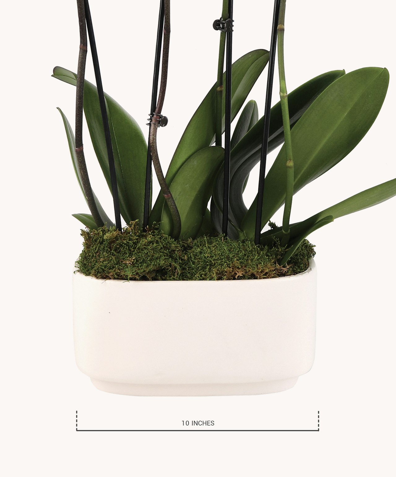 Elegant potted orchid with lush green leaves and a modern white planter, 10 inches tall.