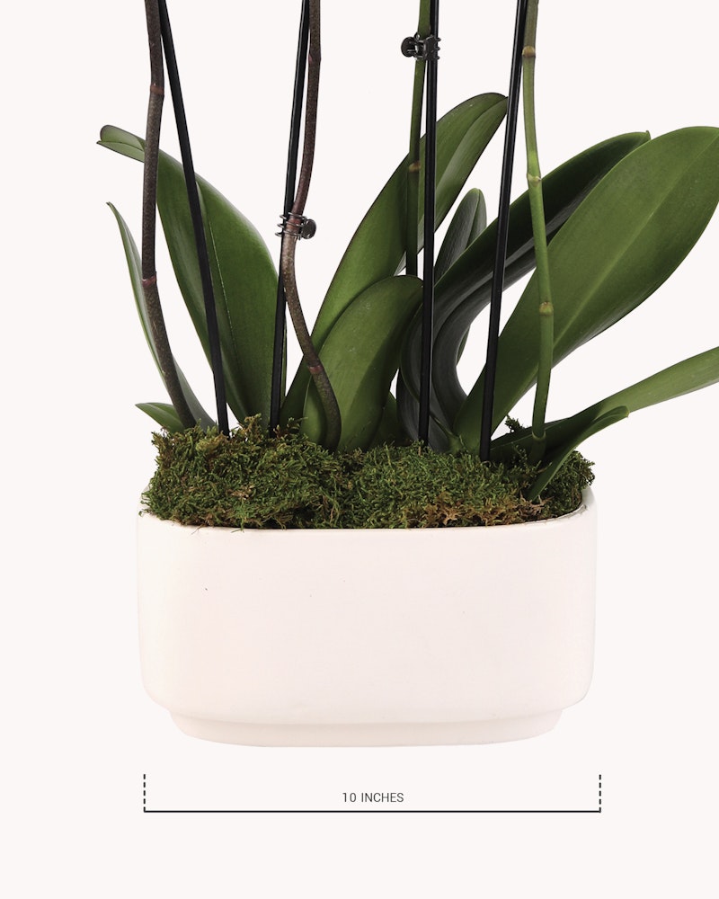 Vibrant green orchid with long leaves in a white ceramic pot, accented with lush moss, displayed against a neutral background, measuring 10 inches in width.
