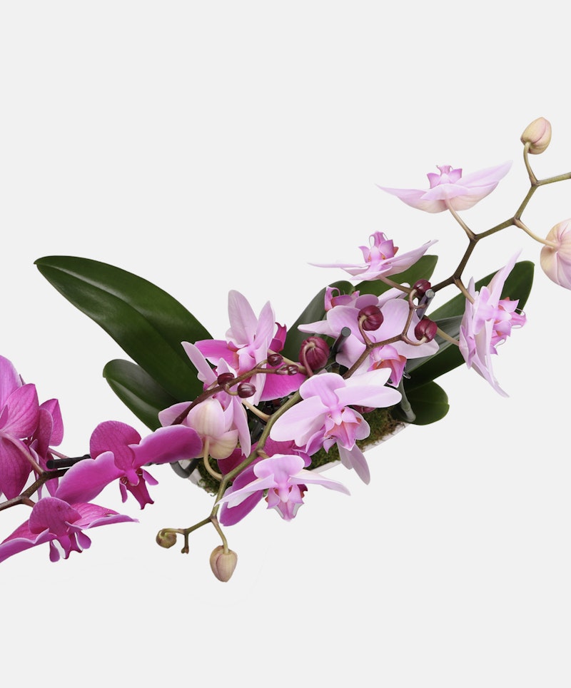 Vibrant pink orchids with a soft gradient from pale to deep fuchsia, delicate petals displayed against a clean white background, with healthy green leaves.