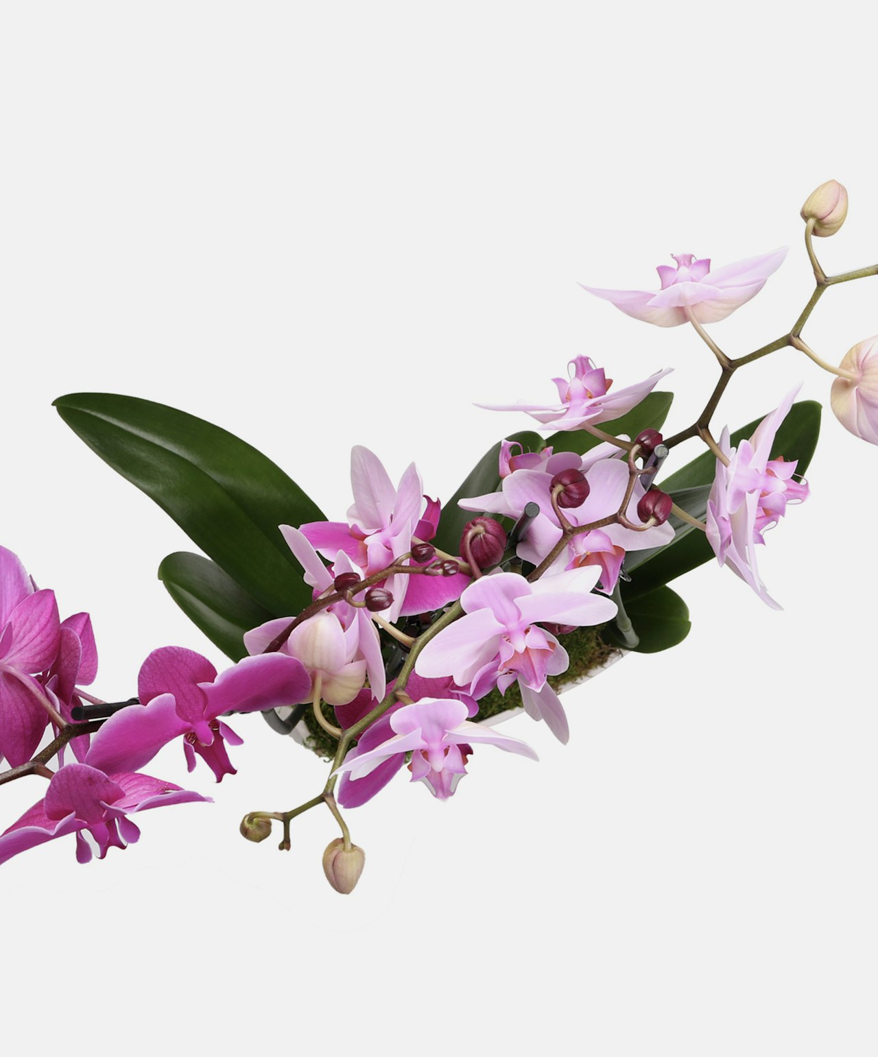 Elegant pink orchids with lush green leaves, arranged artfully for a luxurious touch.