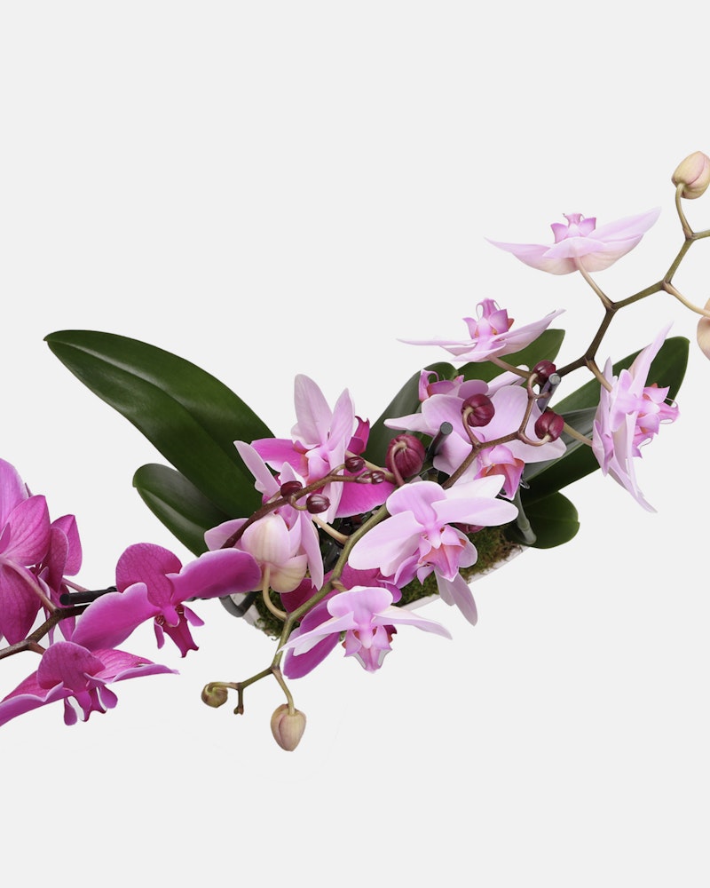 Vibrant pink orchids with a soft gradient from pale to deep fuchsia, delicate petals displayed against a clean white background, with healthy green leaves.