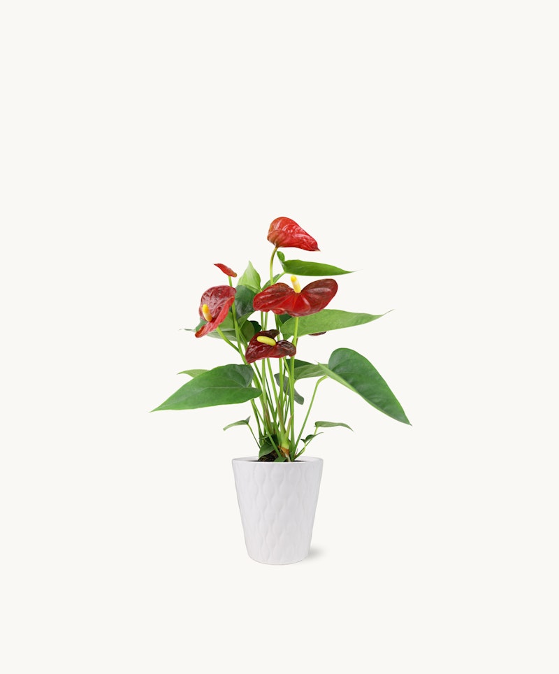 Vibrant red anthurium plant with glossy heart-shaped flowers and lush green leaves in a white textured pot against a clean white background.