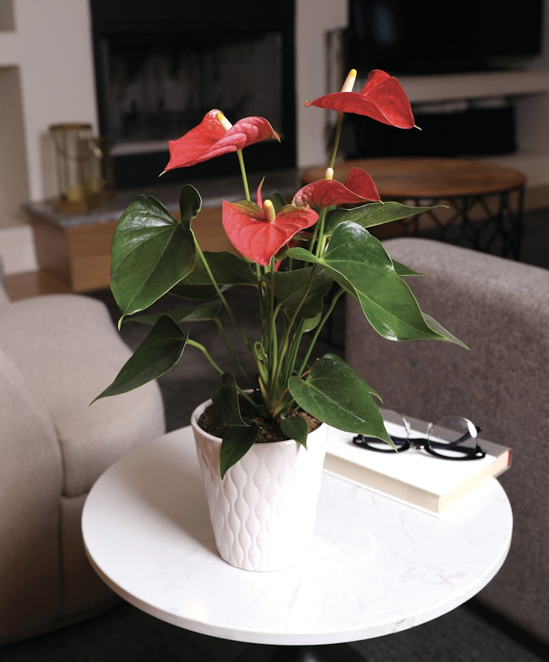 Vibrant red anthurium plant in a white textured pot on a modern marble coffee table, accompanied by a pair of black-rimmed glasses and a closed hardcover book.