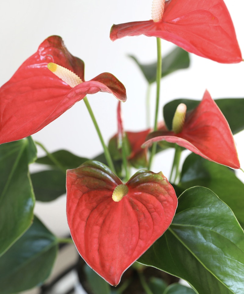 Vibrant red anthurium flowers with prominent yellow spadix stand out against a backdrop of lush green leaves, bringing a tropical flair to the image.