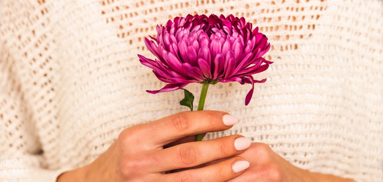 Close-up of a person's hands with pale nail polish holding a vibrant purple chrysanthemum against a white knit sweater background.