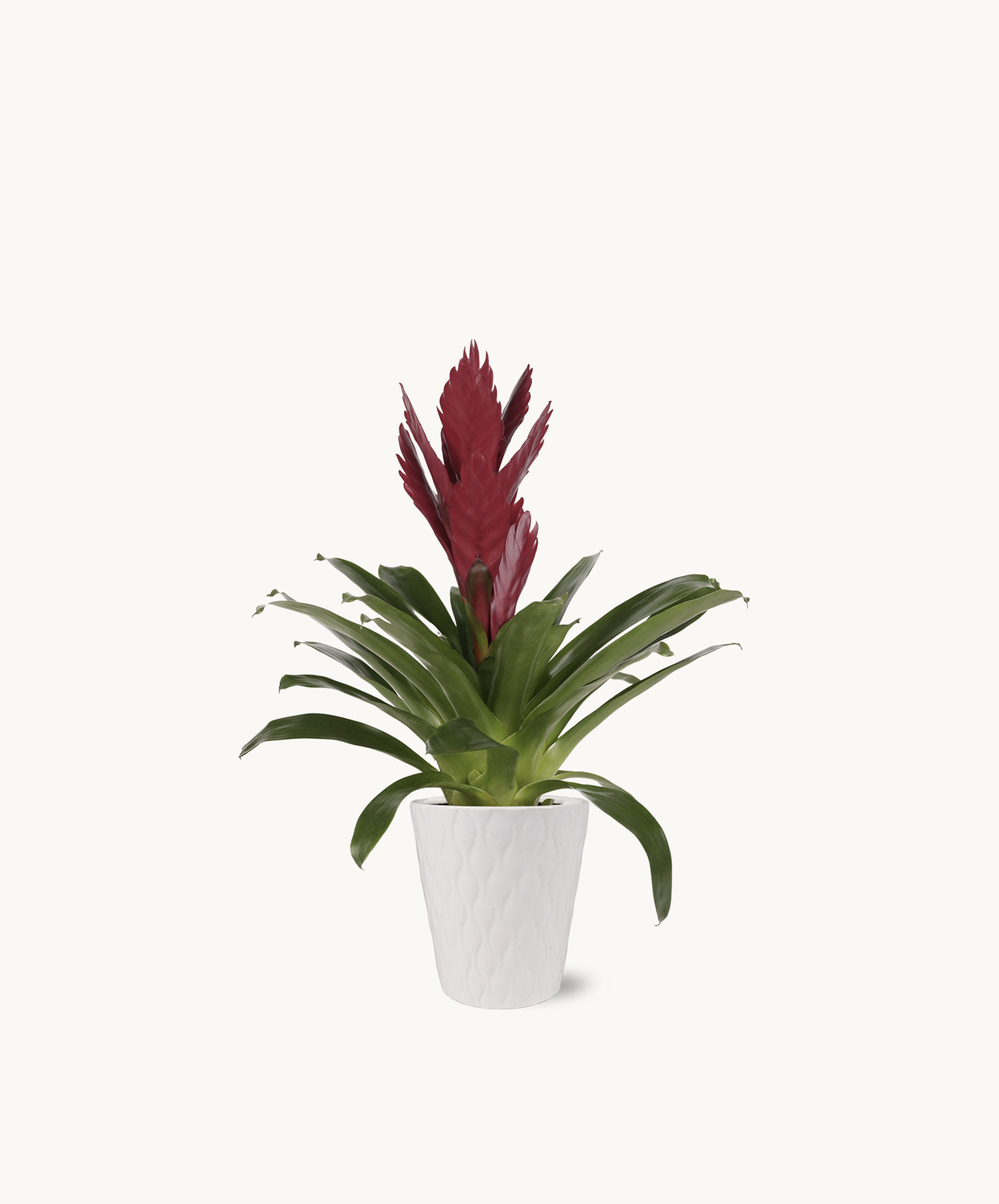 Vibrant red bromeliad plant in a stylish white pot, perfect for home décor.