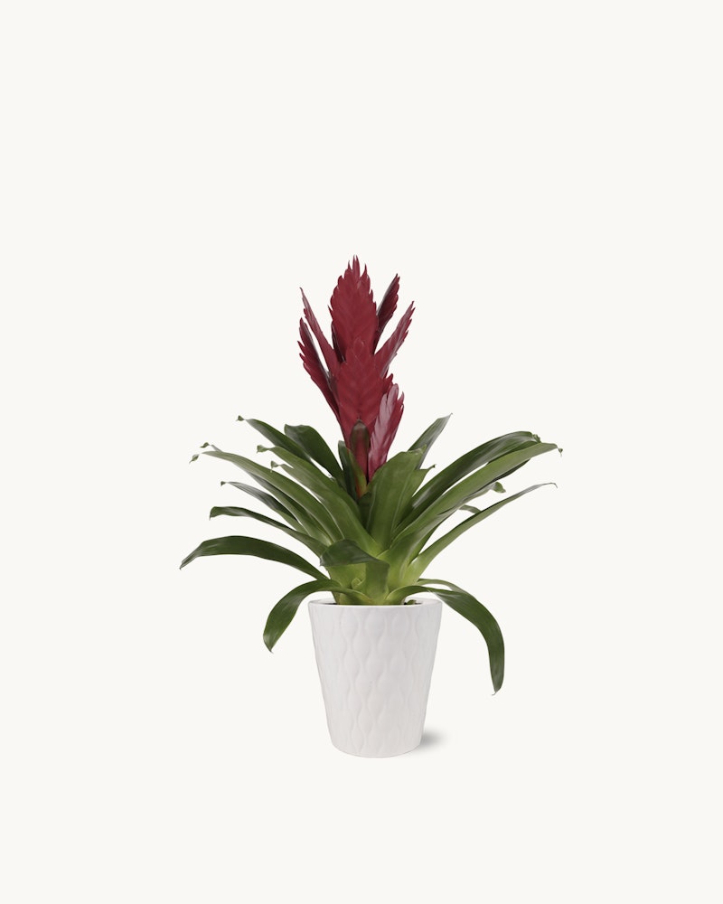 Tropical bromeliad plant with vibrant red flower spike and lush green leaves in a modern white textured pot against a clean, white background.