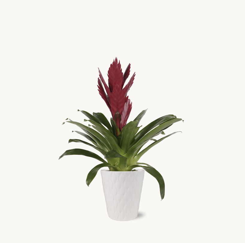 Tropical bromeliad plant with vibrant red flower spike and lush green leaves in a modern white textured pot against a clean, white background.