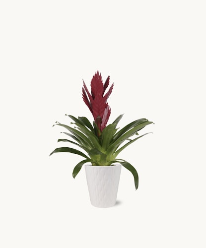 Vibrant red bromeliad plant in a stylish white pot, perfect for home décor.
