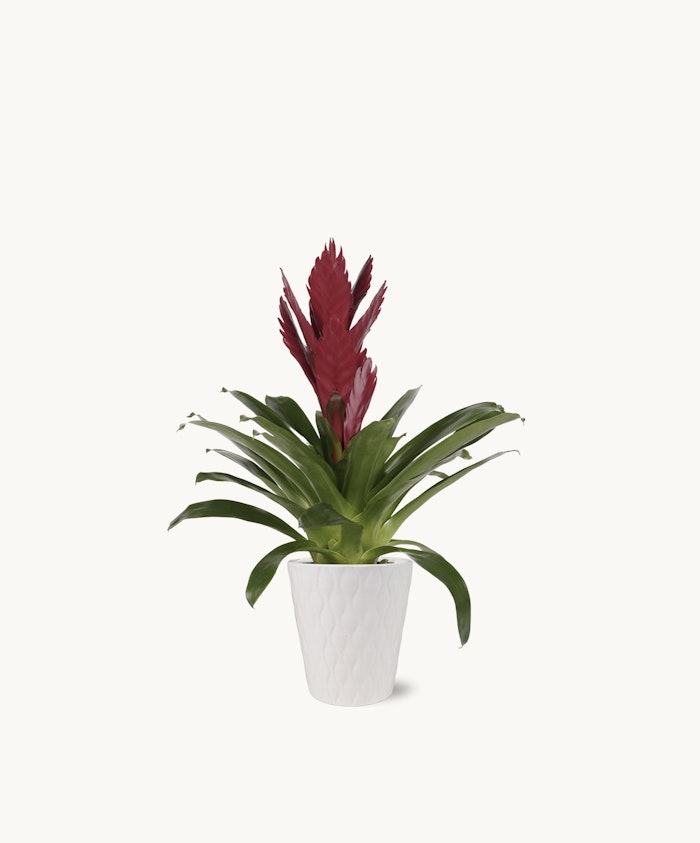 Vibrant red bromeliad plant in a stylish white pot, perfect for home décor.