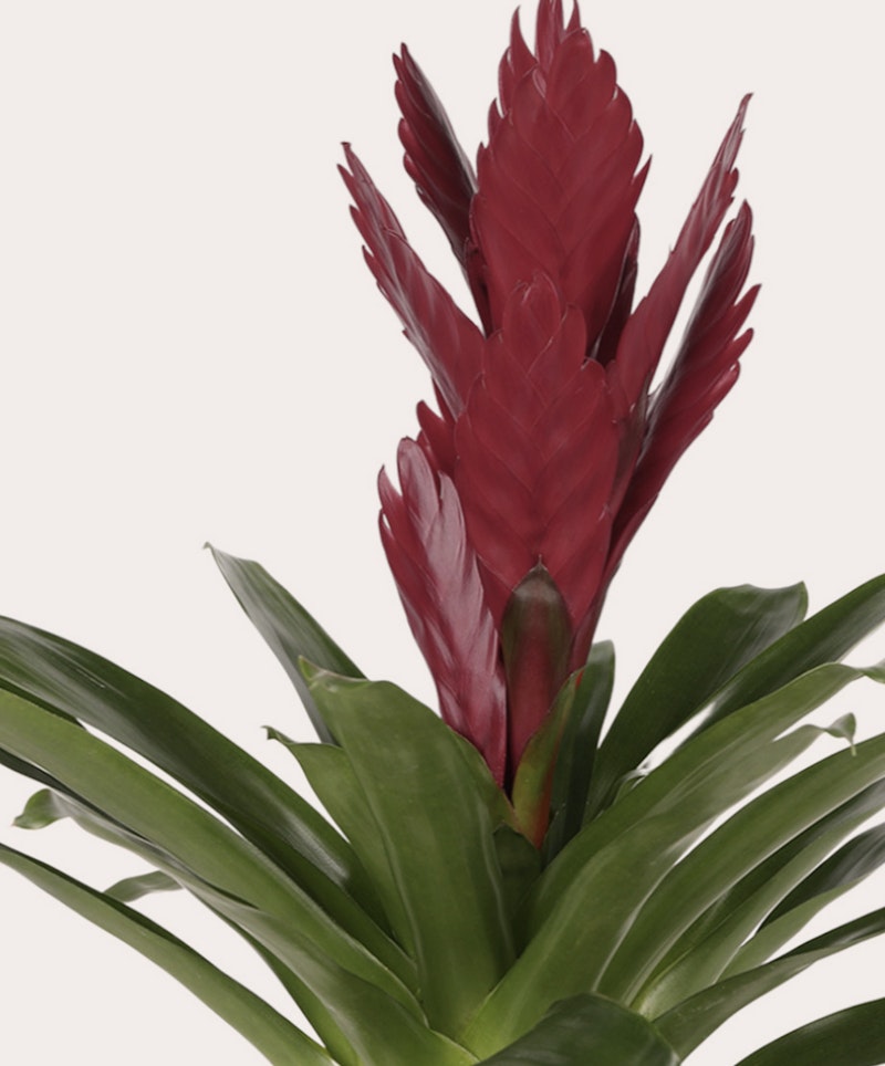 Vibrant red bromeliad plant with spiky blooms and lush green leaves against a white background, showcasing the exotic beauty of tropical flora.