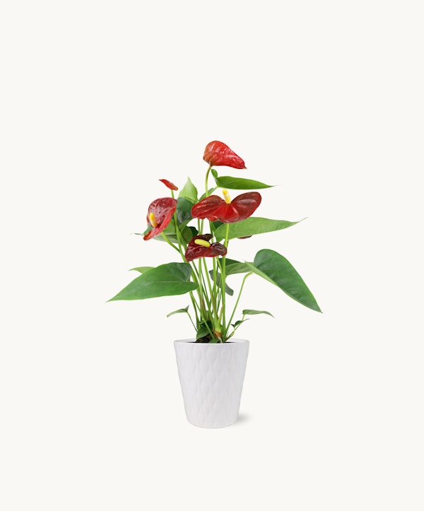 Vibrant red anthurium plant with lush green leaves and glossy flowers in a decorative white pot isolated on a white background, showcasing indoor gardening elegance.