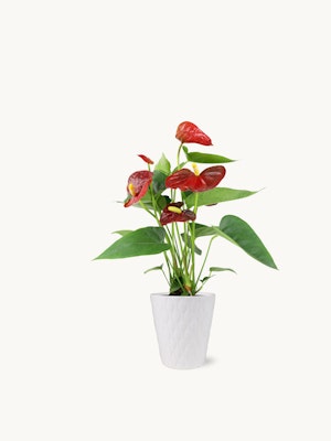 Vibrant red anthurium plant in a textured white pot, ideal for home decor and gifts.