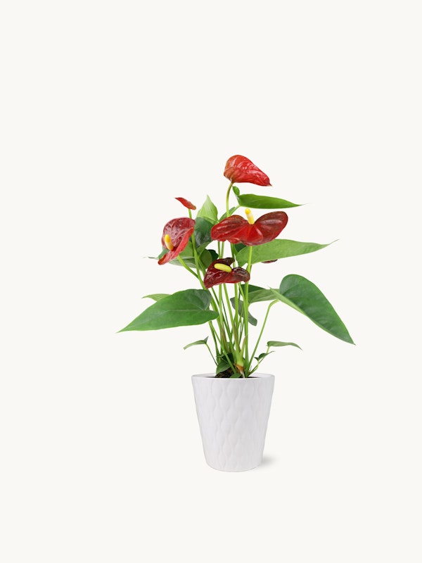 Vibrant red anthurium plant with lush green leaves and glossy flowers in a decorative white pot isolated on a white background, showcasing indoor gardening elegance.