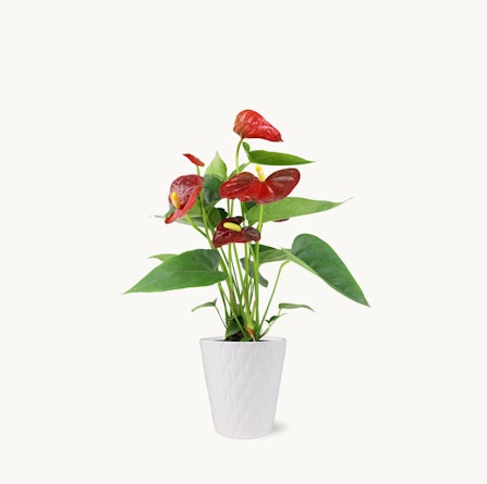 Vibrant red anthurium plant in a textured white pot, ideal for home decor and gifts.