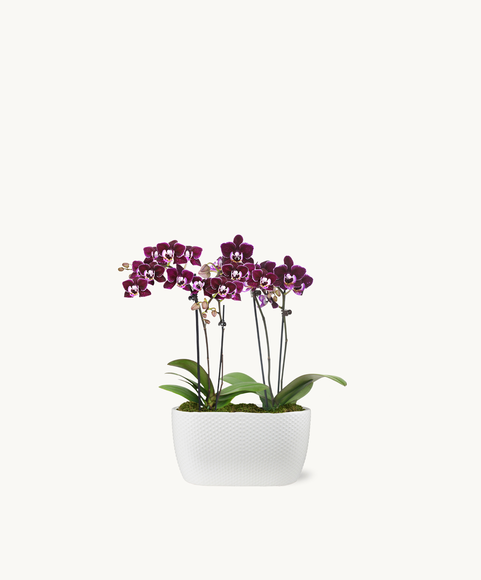 Orchids in a modern white planter, showcasing vibrant purple blooms and lush green leaves.