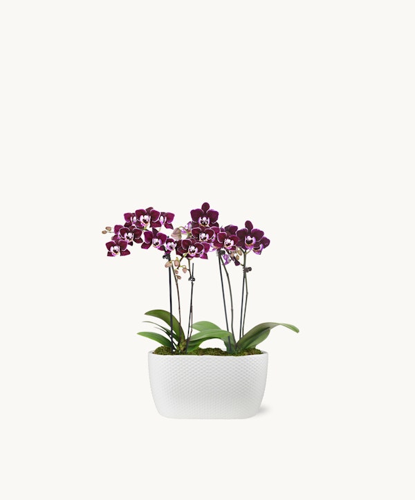 Vibrant purple orchids with spotted petals in a white rectangular pot, isolated on a white background, showcasing the natural beauty of the blooming houseplant.