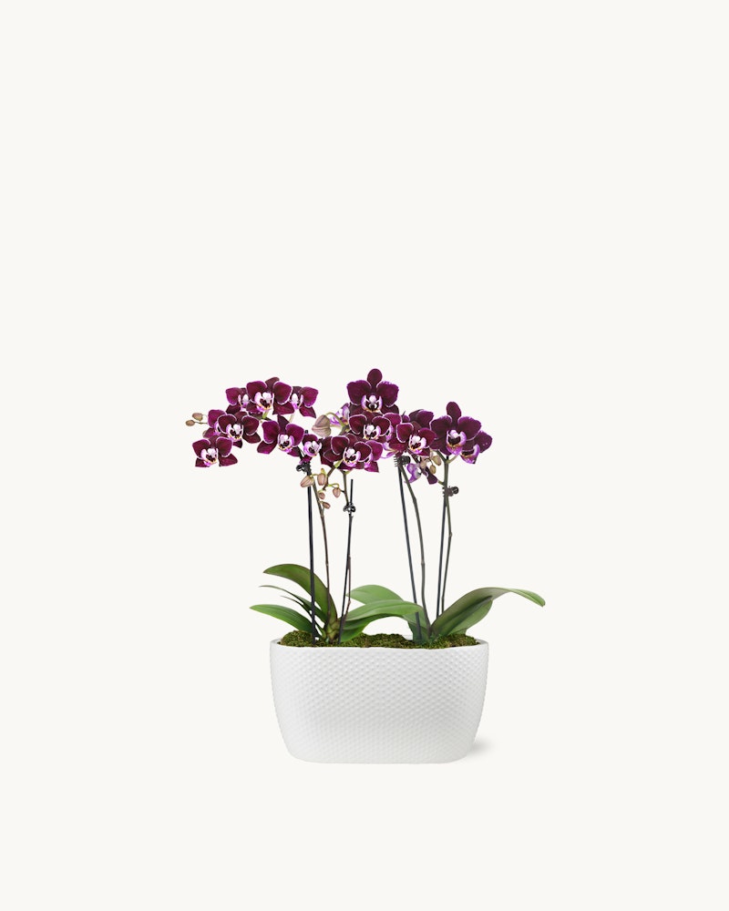Vibrant purple orchids with spotted petals in a white rectangular pot, isolated on a white background, showcasing the natural beauty of the blooming houseplant.