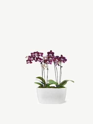 Orchids in a modern white planter, showcasing vibrant purple blooms and lush green leaves.