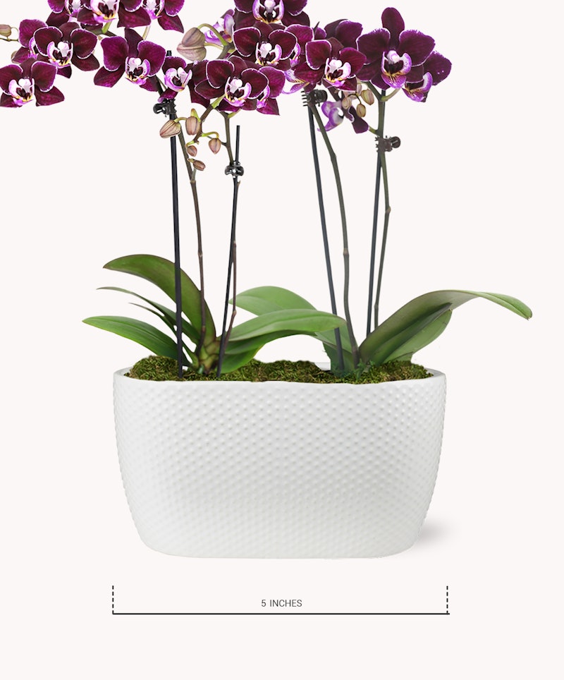 Elegant purple and white orchid arrangement in a modern white textured pot, with green leaves and moss base, against a white background, measuring 5 inches in height.