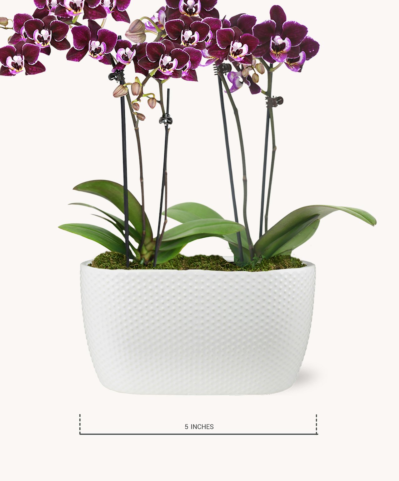 Elegant purple orchids in a modern white pot, showcasing vibrant blooms and lush greenery.