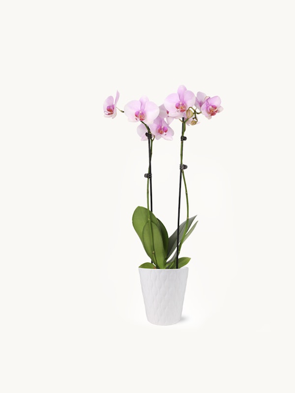 A delicate pink Phalaenopsis orchid with multiple blossoms on tall stems, presented in a simple white textured pot against a clean white background.